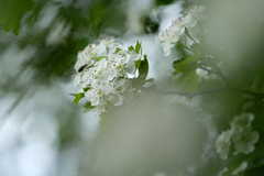 Weissdorn-Blüten